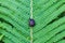 Snail crawling on a leaf of fern
