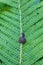 Snail crawling on a leaf of fern