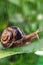 Snail crawling on leaf with rain