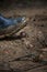 Snail crawling on mudy dirt underneath dirty blue rubber boot