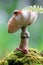 A snail is crawling on a mushroom cap Amanita to a fern branch.