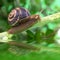 Snail crawling on plant