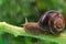 Snail crawling on plant with rain