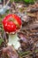 Snail crawling on a red toadstool