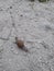 snail crawling on the sand, snail tracks