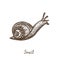 Snail crawling, side view, hand drawn gravure style, vector illustration with inscription