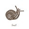 Snail crawling, side view, hand drawn gravure style, vector sketch illustration with inscription