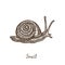 Snail crawling, side view, hand drawn gravure style, vector sketch illustration with inscription