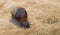 Snail crawling, slow motion