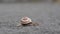 A snail crawling slowly along an asphalt road