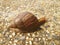 Snail crawling slowly on the rocky floor