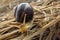 Snail crawling on straw, close-up. Visible antennae of the antenna slug. Macro photography of a snail with a house on the dry