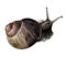 Snail crawling top view