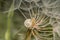 A snail is crawling up the dandelion stalk on a sunny morning