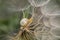 A snail is crawling up the dandelion stalk on a sunny spring morning