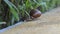 A snail crawls across the Board to the grass background blur