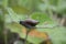 The snail crawls along the leaf in summer with a shell on its back