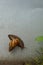 Snail crawls on cement wall