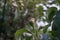 A snail crawls on a columnar pear in the garden in June. A snail is, in loose terms, a shelled gastropod. Berlin, Germany