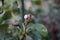 A snail crawls on a columnar pear in the garden in June. A snail is, in loose terms, a shelled gastropod. Berlin, Germany