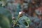 A snail crawls on a columnar pear in the garden in June. A snail is, in loose terms, a shelled gastropod. Berlin, Germany