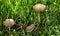 A snail crawls in the grass between two mushrooms.