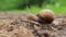 A snail crawls on the ground in a forest, close-up video