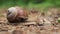 A snail crawls on the ground in a forest, close-up video