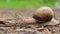 A snail crawls on the ground in a forest, close-up video, selective focus.