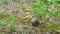 The snail crawls on the ground, time-lapse