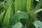 A snail crawls on a leaf of a wilted Hemerocallis hybrid `Stella de Oro` in July. Berlin, Germany