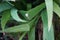 A snail crawls on a leaf of a wilted Hemerocallis hybrid `Stella de Oro` in July. Berlin, Germany