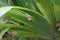 A snail crawls on a leaf of a wilted Hemerocallis hybrid `Stella de Oro` in July. Berlin, Germany