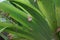 A snail crawls on a leaf of a wilted Hemerocallis hybrid `Stella de Oro` in July. Berlin, Germany