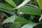 A snail crawls on a leaf of a wilted Hemerocallis hybrid `Stella de Oro` in July. Berlin, Germany