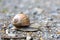 Snail crawls on a rocky surface, selective focus shot