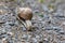 Snail crawls on a rocky surface, selective focus shot