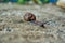 The snail crawls on the sandy road, the malyusk with the outer sink. Snail, slug. Selective focus