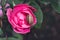 Snail crawls on a wet petal of a pink rose flower, blurred dark