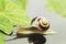 A snail crawls on a wet surface. Bokeh