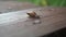 a snail crawls on a wooden board on the street. cool race