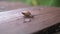 a snail crawls on a wooden board on the street. cool race.a slow worker