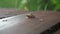 a snail crawls on a wooden board on the street. a high-speed race