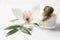 Snail, cream and orchid flower with leaves on white wooden table, closeup