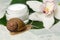 Snail, cream and orchid flower on light grey table, closeup