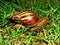 Snail creeping slowly on the grass