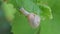 Snail creeps on the edge of a green leaf