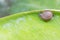 Snail creeps on green banana leaf.