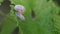 Snail creeps on the green leaf