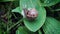 Snail creeps on green leaf